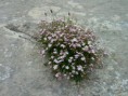 /album/natur/a05-blumen-bearb-jpg/